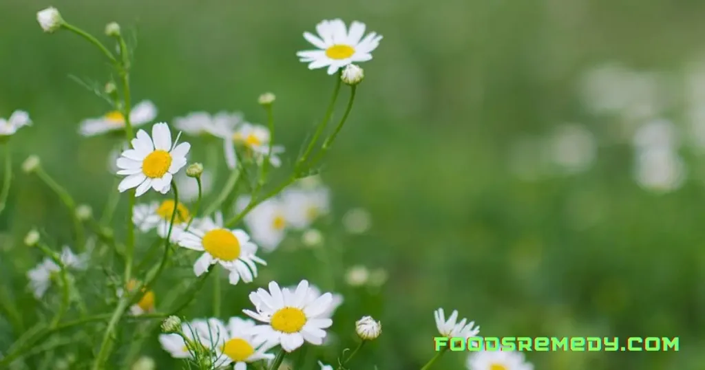 Chamomile Benefits for Skin And Hair  : Natural Beauty Elixir