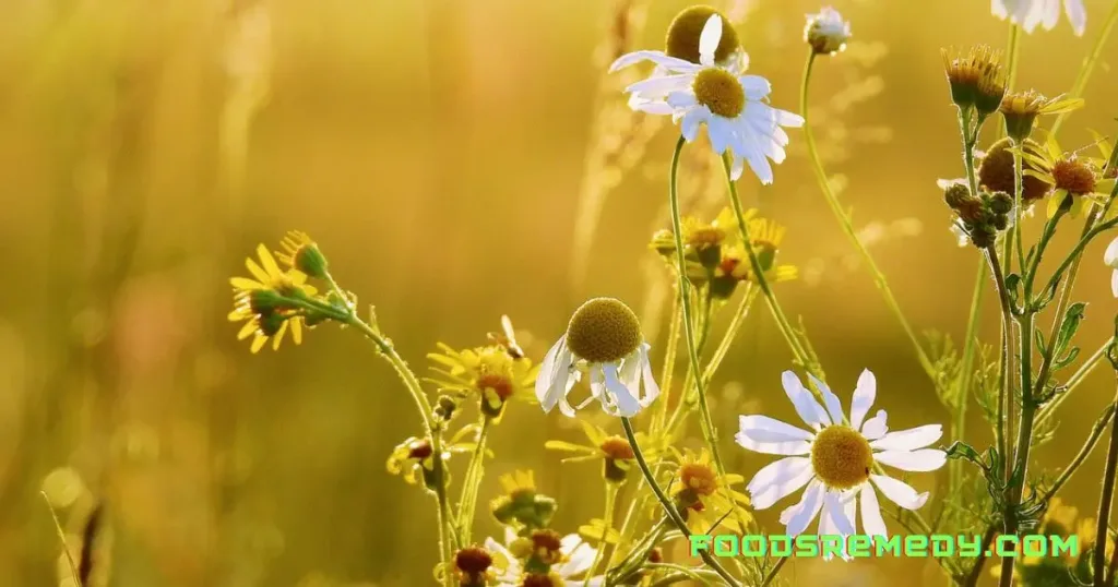 Chamomile Benefits for Skin And Hair  : Natural Beauty Elixir