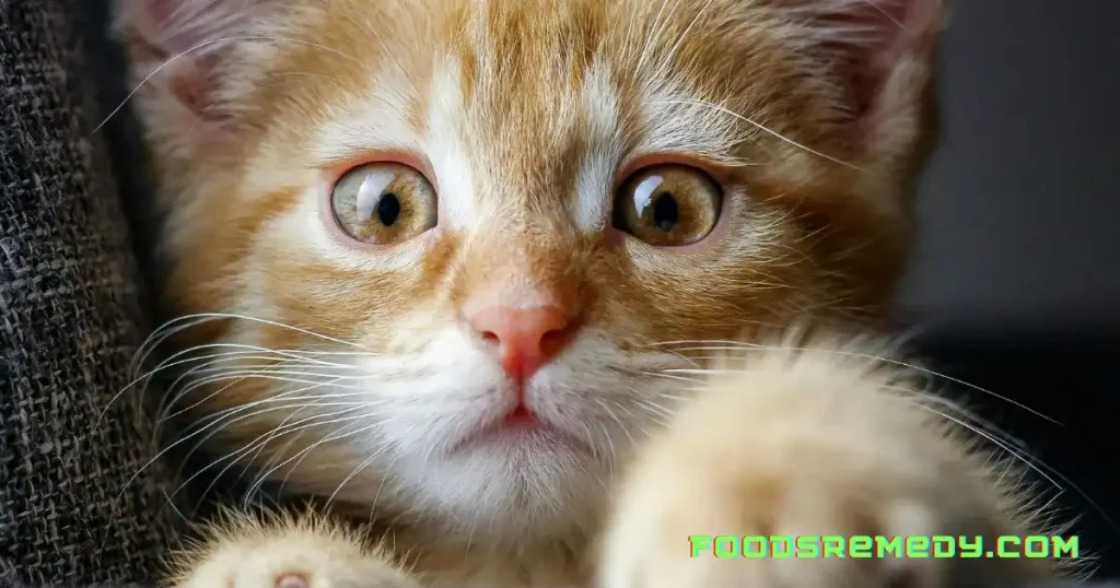 Cat Ear Infection Home Remedy Swift & Safe Solutions