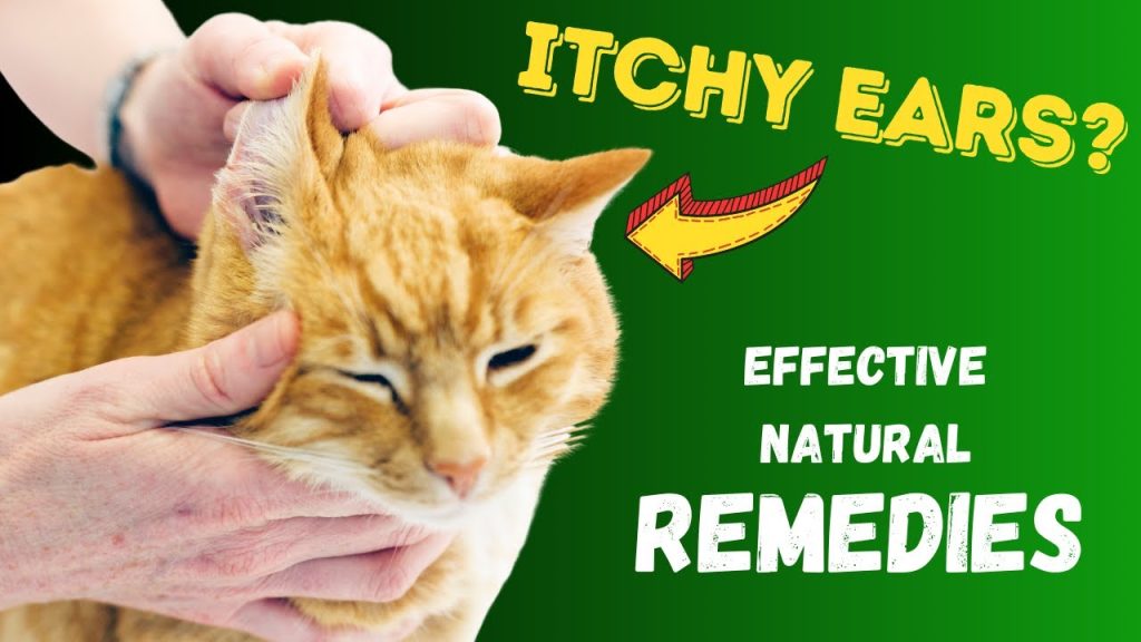 Cat Ear Infection Home Remedy: Quick Relief Tips - Foods Remedy