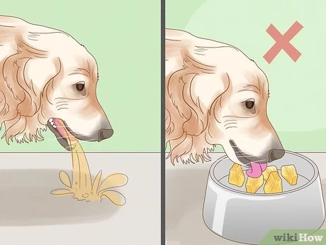 How to Stop Dog from Eating Poop Home Remedies